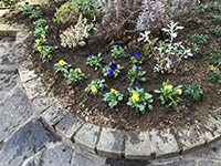 お取り寄せパスタソースナチュラルグレースメルカートのブログ　春を感じて　庭先の花