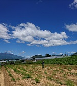 お取り寄せパスタソースナチュラルグレースメルカートのブログ　日照時間日本一の明野村で