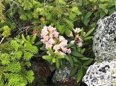 贈答・プレゼントにも。こだわり高級無添加パスタソース専門手・おとりよせのナチュラルグレースメルカートのブログ　北アルプス　常念岳登山　シャクナゲの花